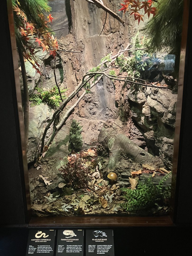 World of Reptiles - Timber Rattlesnake/Black Rat snake/Northern Copperhead