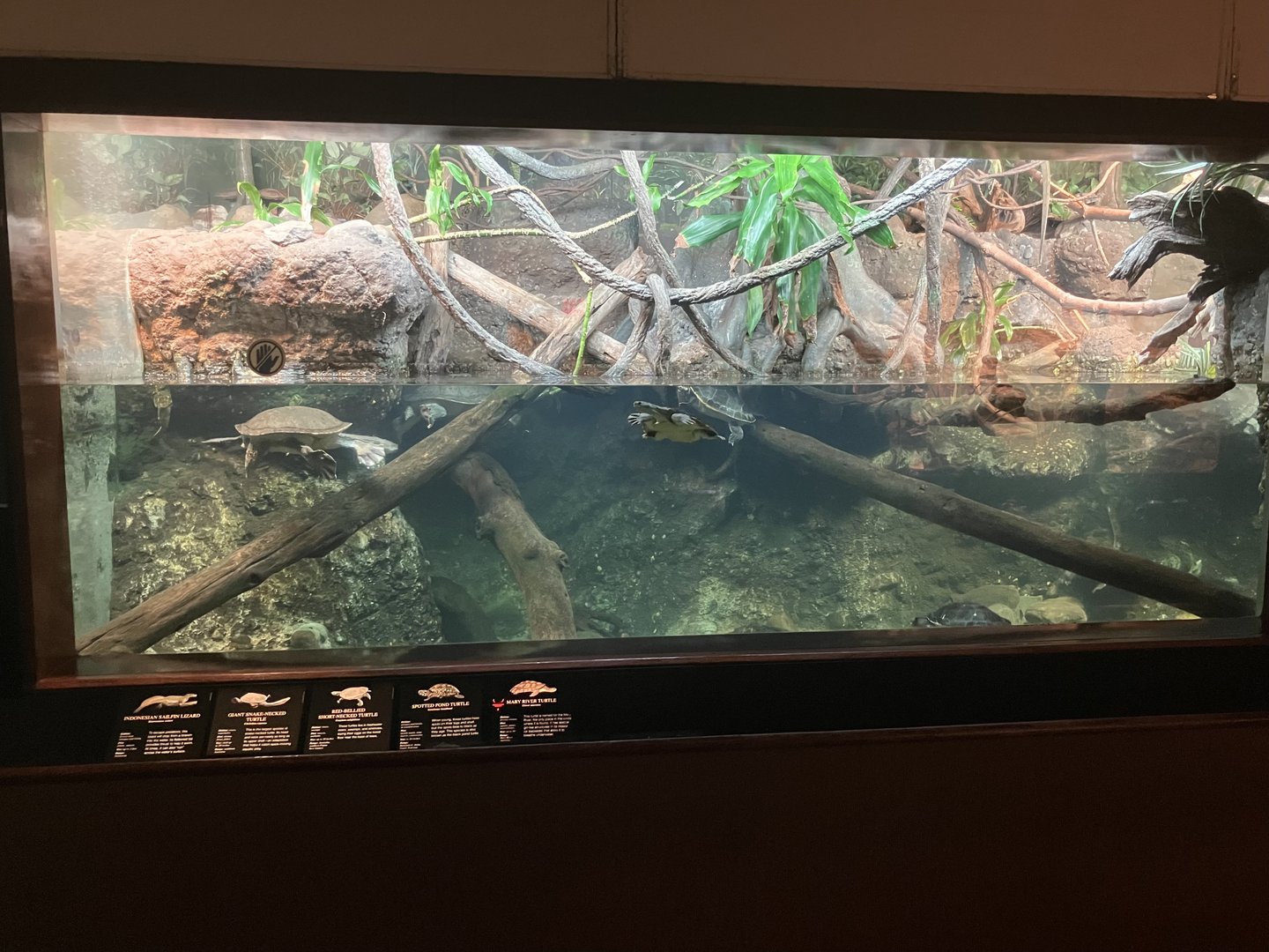 World of Reptiles - Turtle Exhibit