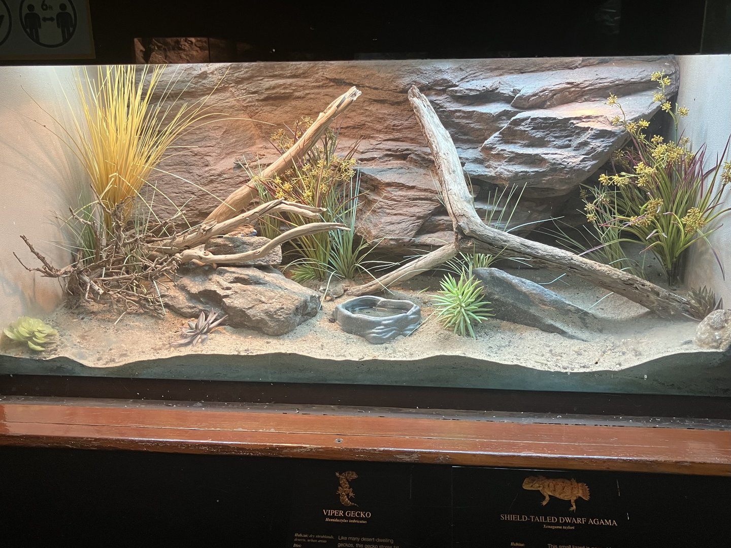 World of Reptiles - Viper Gecko/Shield-Tailed Dwarf Agama Terrarium