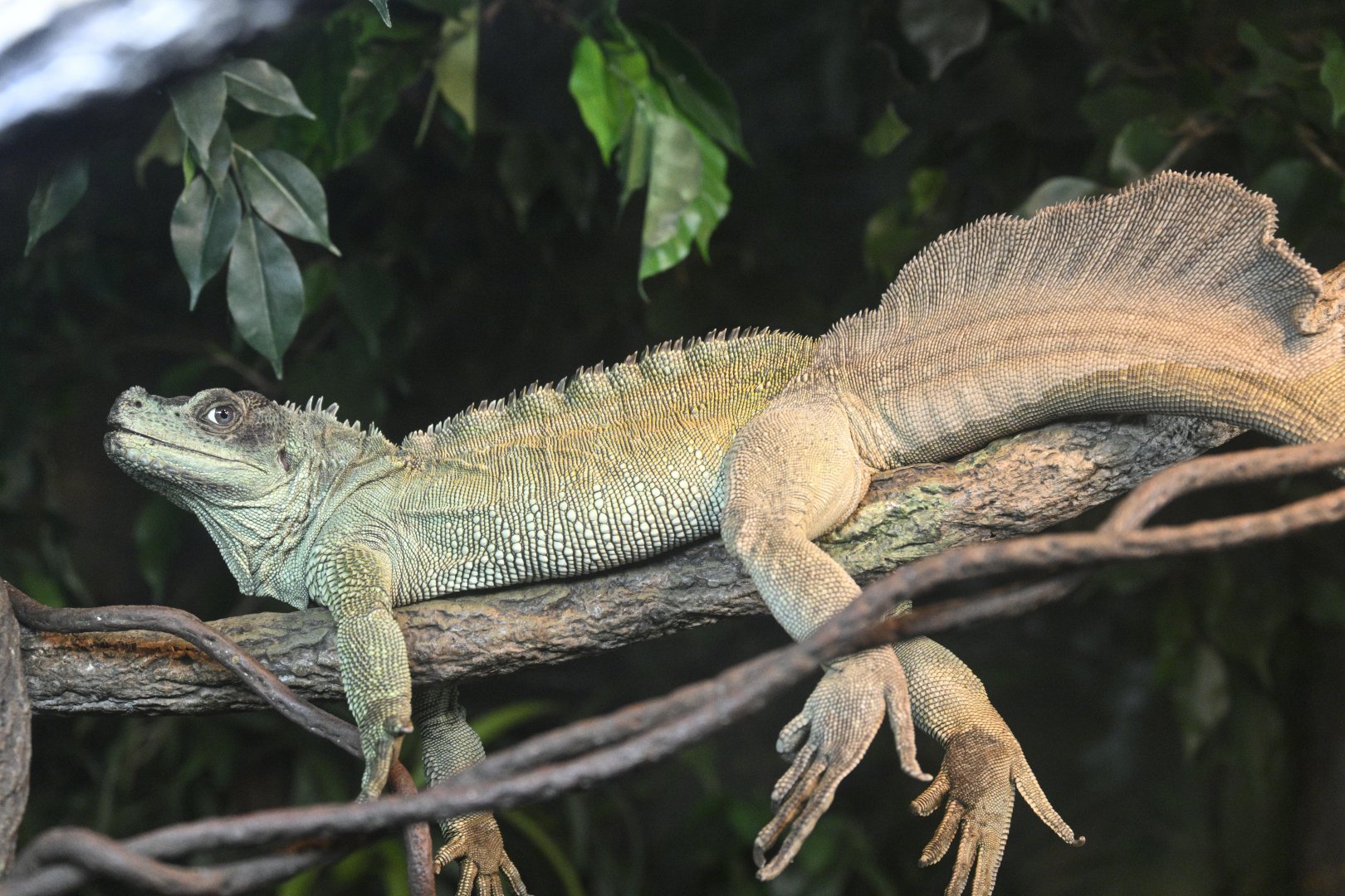 World of Reptiles - Weber's Sailfin Lizard (Hydrosaurus weberi)