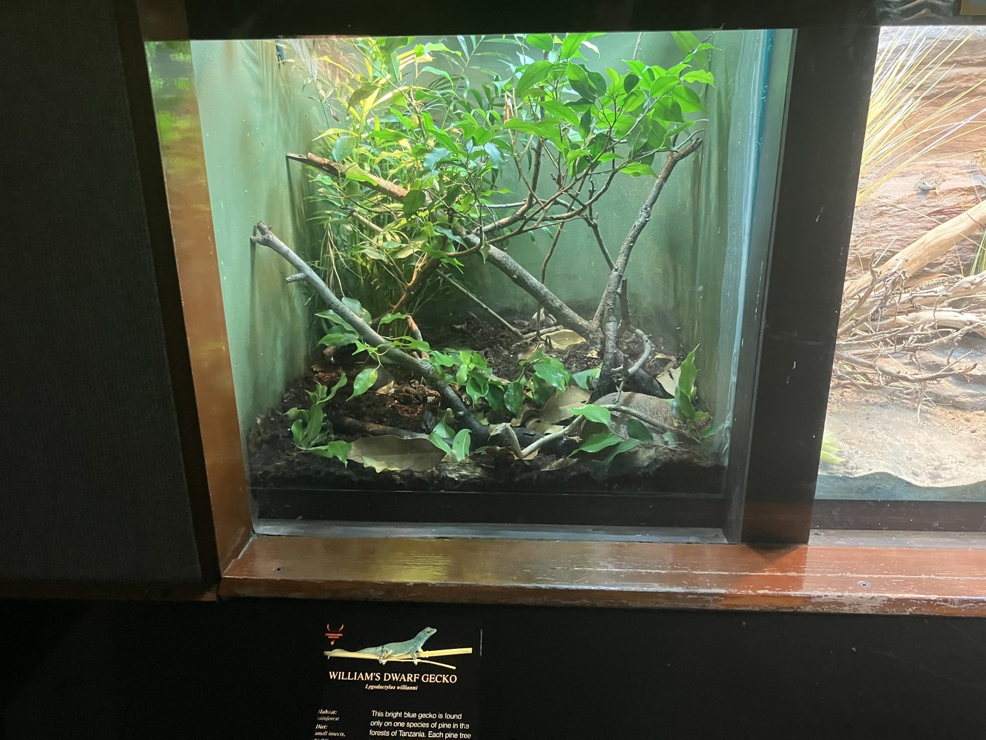 World of Reptiles - William’s Dwarf Gecko Terrarium