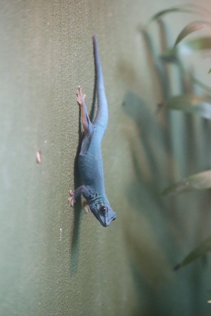 World of Reptiles - Williams Dwarf Gecko