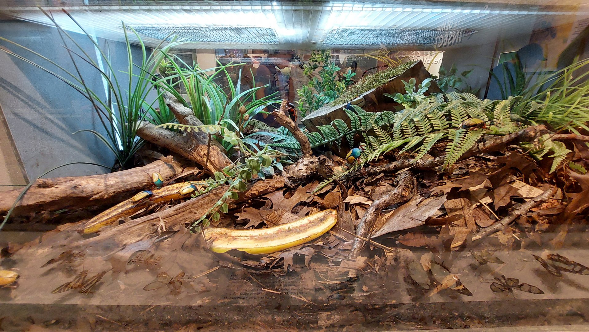 World of the Insect beetle exhibit