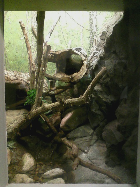 World of the Insect- Black Tree Monitor exhibit