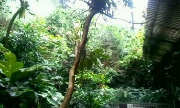 World of the Insect-Butterfly Rainforest