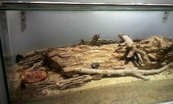 World of the Insect-Egg to Adult-Red-lined Darkling Beetle/Velvet Ant exhib