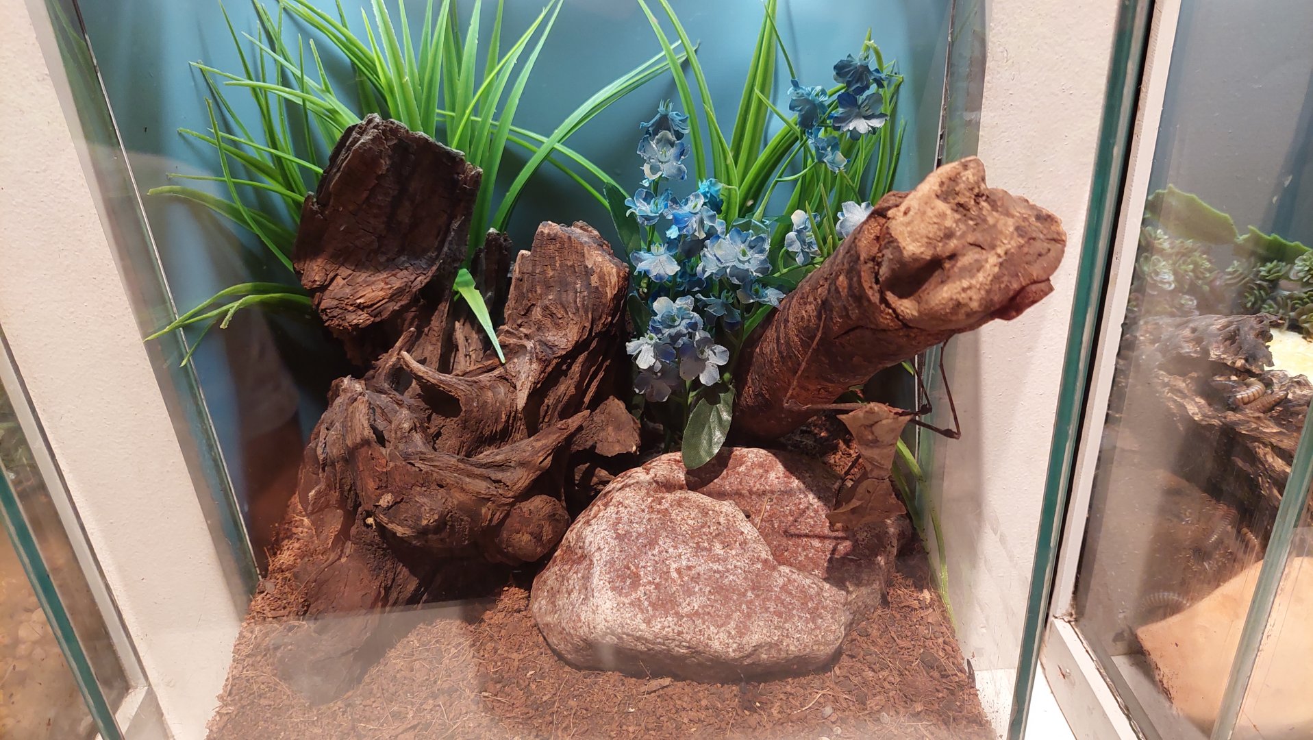 World of the Insect example enclosure Mantid