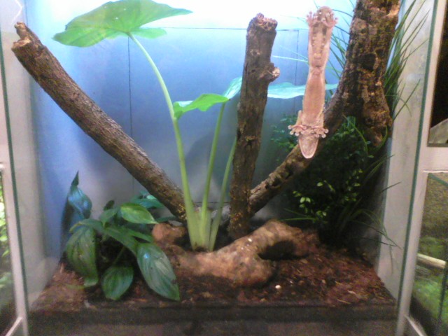 World of the Insect- Henkel's Leaf-tailed Gecko exhibit