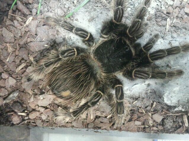 World of the Insect-Insect Lifestyles-Brazilian Salmon-pink Tarantula