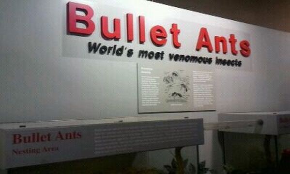 World of the Insect-Insect Lifestyles-Bullet Ant exhibits