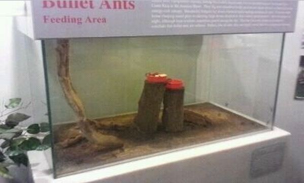 World of the Insect-Insect Lifestyles-Bullet Ant Feeding exhibit