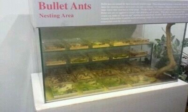 World of the Insect-Insect Lifestyles-Bullet Ant Nesting exhibit