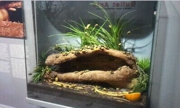 World of the Insect-Insect Lifestyles-Taxicab Beetle exhibit