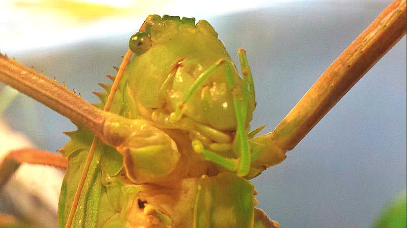 World of the Insect-Insect Lifestyles