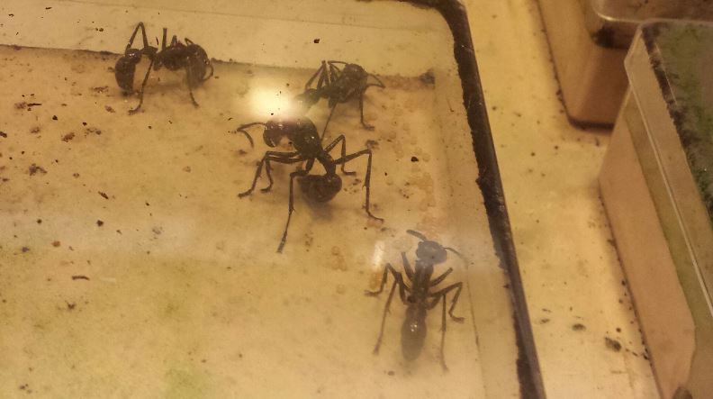 World of the Insect-Insect Lifestyles