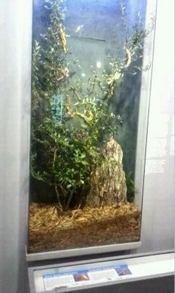 World of the Insect-Insects in Motion-Giant Spiny Leaf Insect/Australian Wa