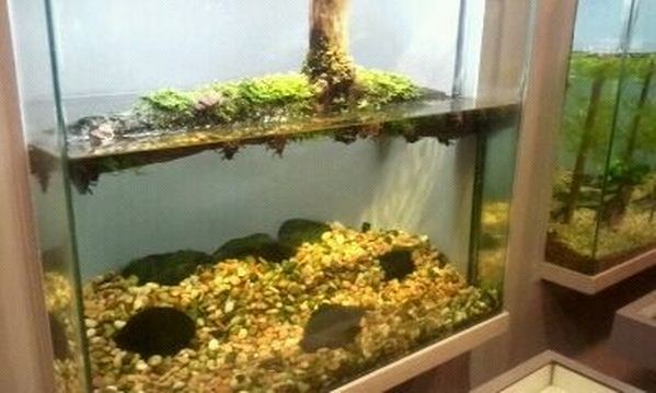 World of the Insect-Insects in Motion-Giant Water Bug exhibit