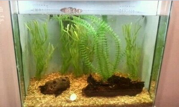 World of the Insect-Insects in Motion-Water Scavenger Beetle exhibit