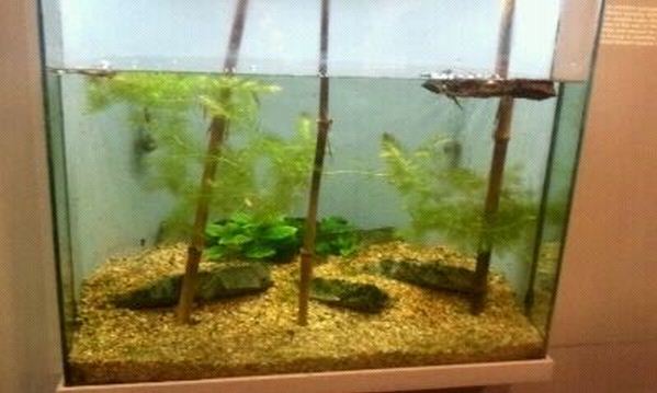 World of the Insect-Insects in Motion-Water Scorpion/Indian Whisker Shrimp