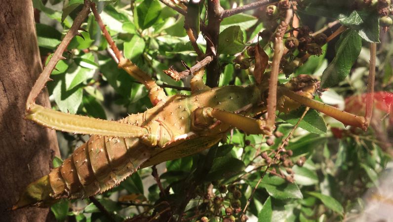 World of the Insect-Insects in Motion