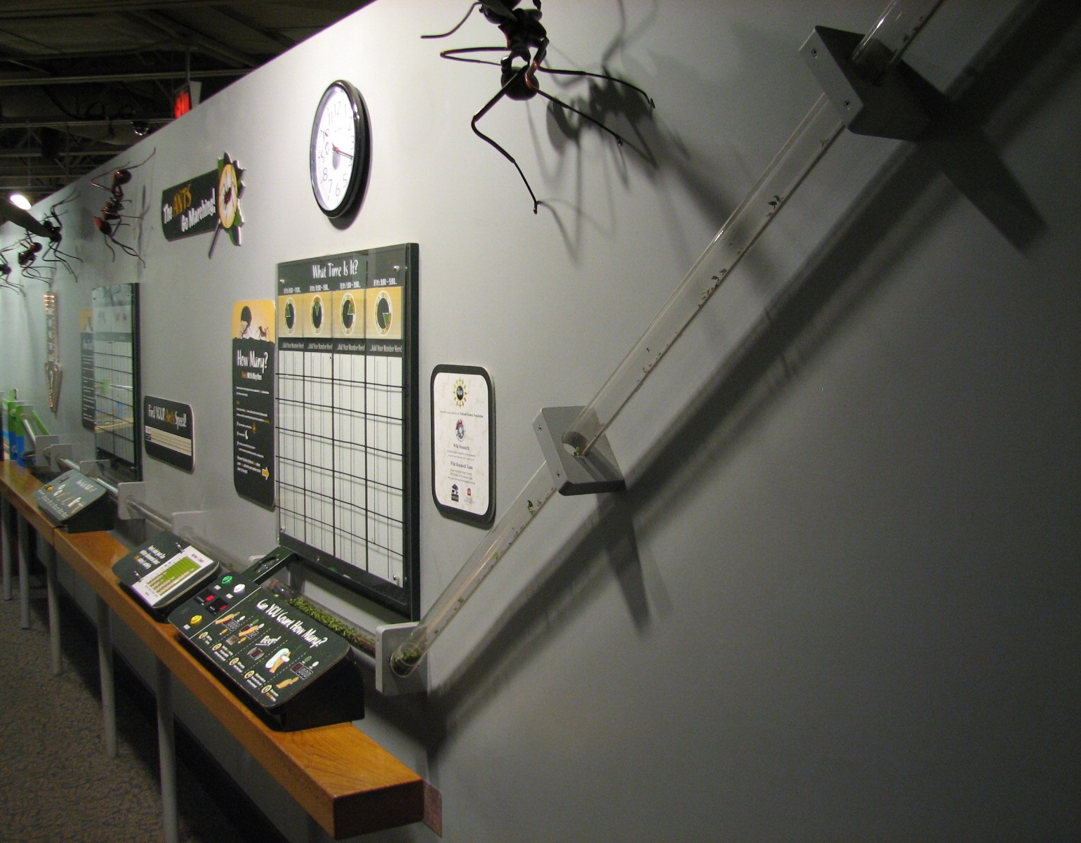 World of the Insect - Leafcutter Ant Exhibit Tube