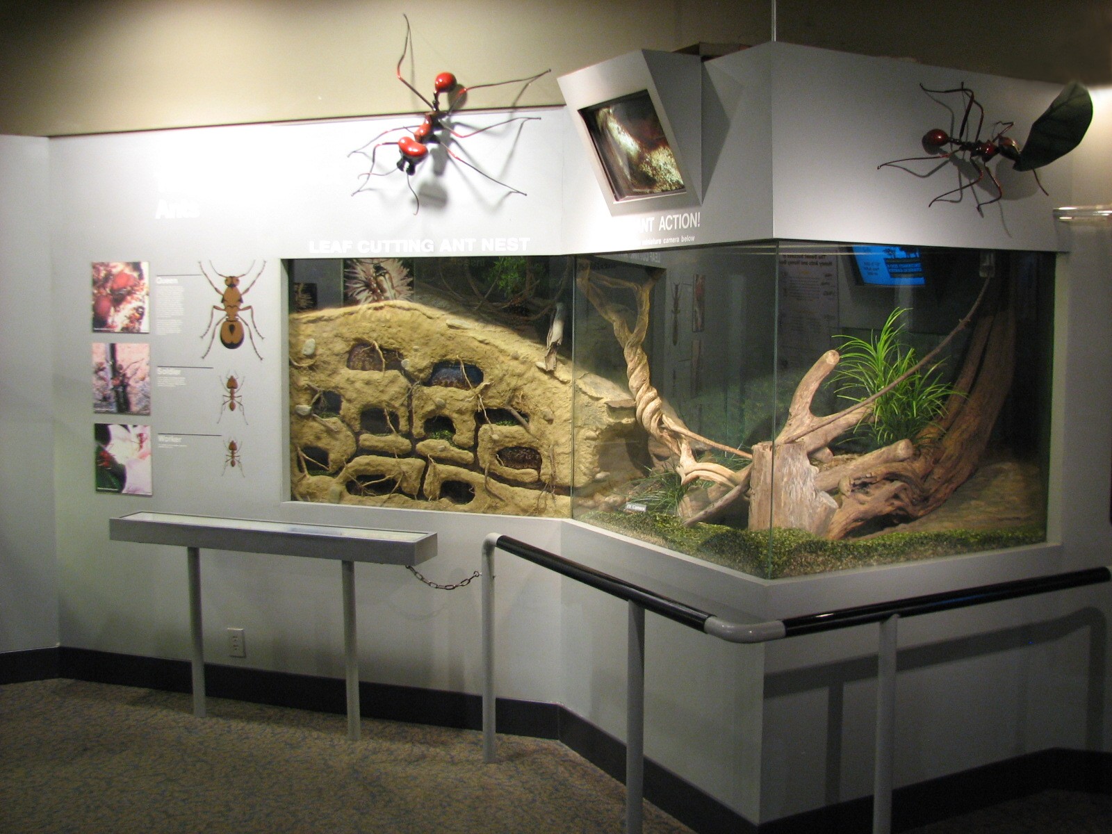 World of the Insect - Leafcutter Ant Exhibit
