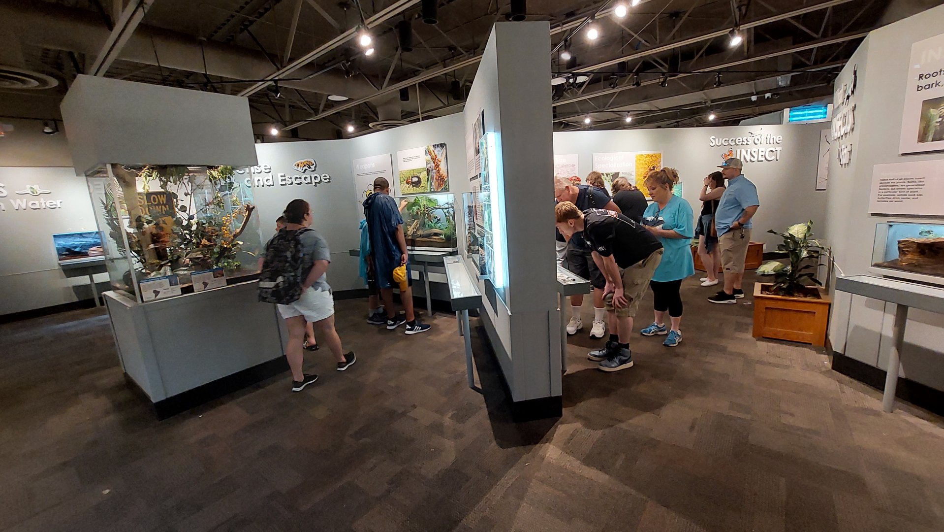 World of the Insect overview