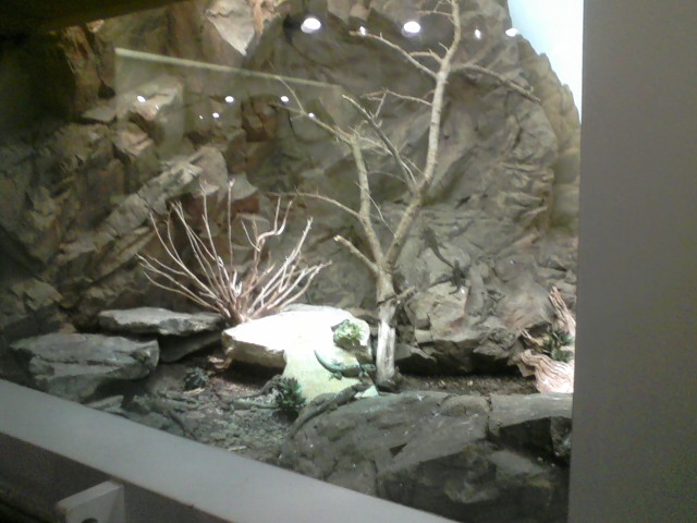 World of the Insect- Part of Spiny Blue Lizard exhibit
