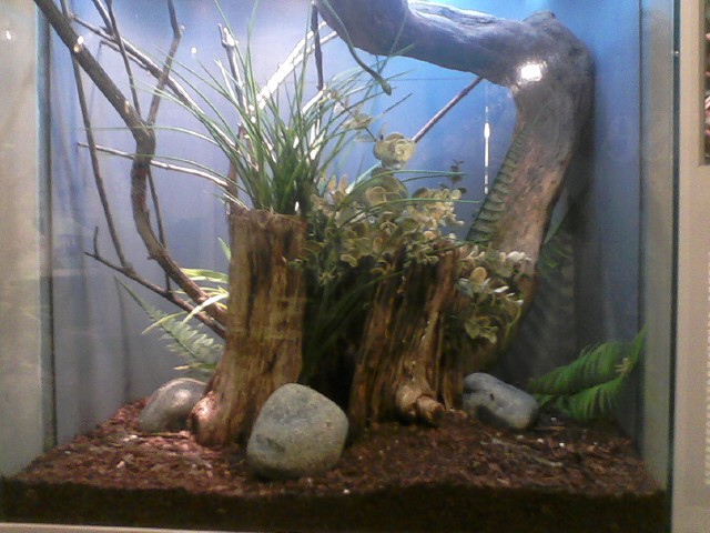 World of the Insect- Rough Green Snake exhibit