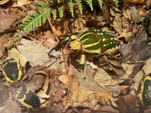 World of the Insect-Success of the Insect-Magnificent Flower and Yellow-bel