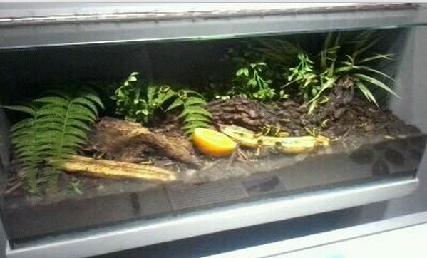 World of the Insect-Success of the Insect-Yellow-bellied Beetle exhibit