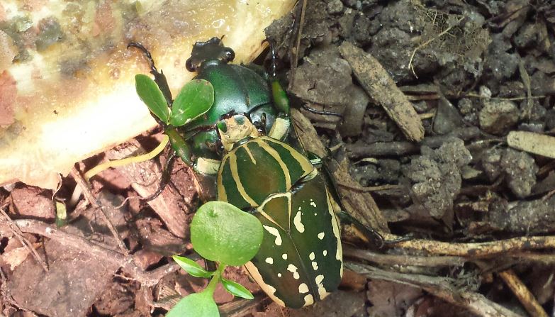 World of the Insect-Success of the Insect