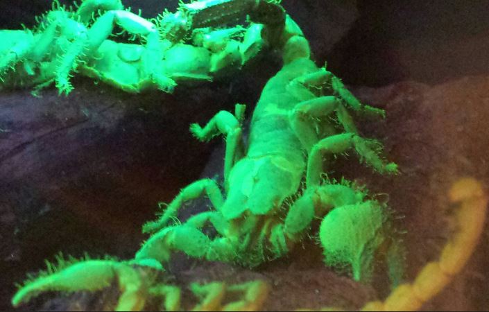 World of the Insect-Success of the Insect