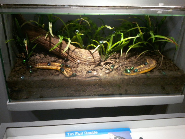 World of the Insect-Tin-foil Beetle exhibit