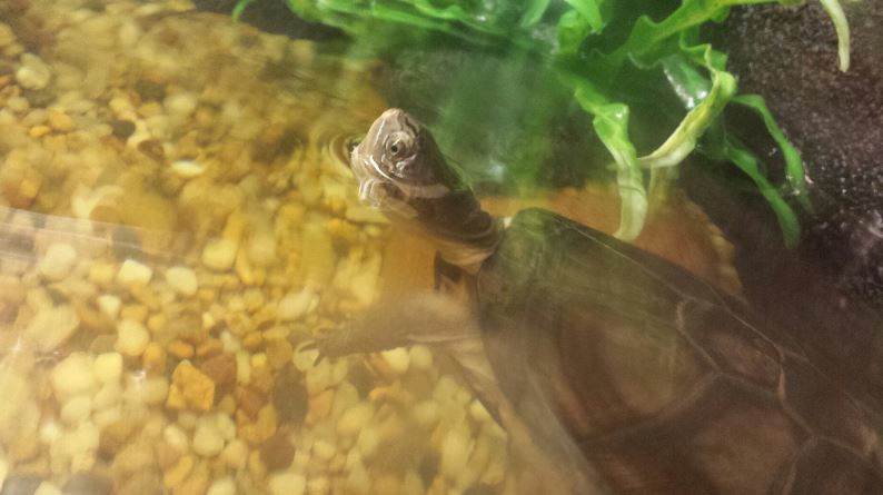 World of the Insect-What Eats Insects