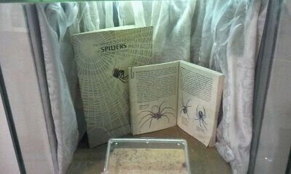 World of the Insect-What Insects Eat-Brown Recluse Spider exhibit
