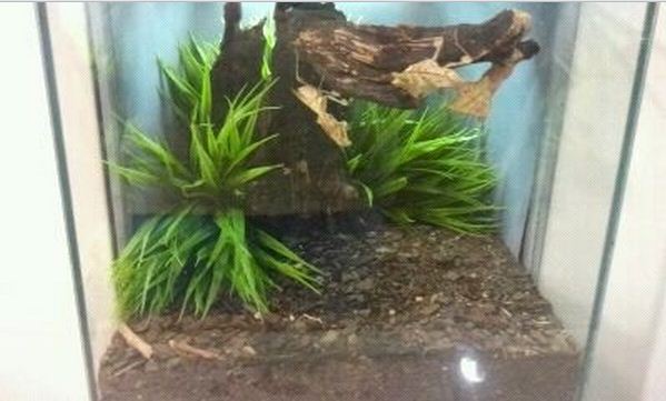 World of the Insect-What Insects Eat-Dead Leaf Mantis exhibit