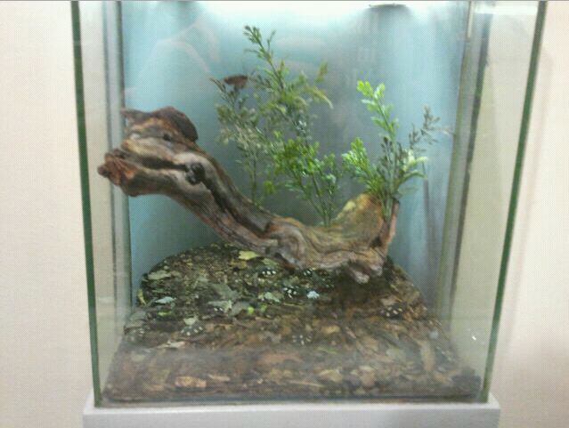 World of the Insect-What Insects Eat-Domino Roach exhibit