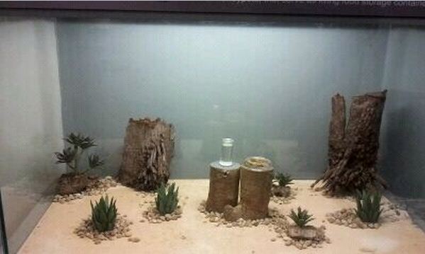 World of the Insect-What Insects Eat-First Honey Ant exhibit