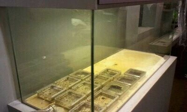 World of the Insect-What Insects Eat-Second Honey Ant exhibit