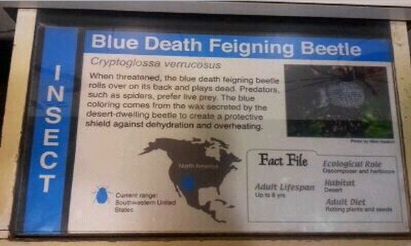 World of the Insect-What is an Insect?-Blue Death Beetle sign