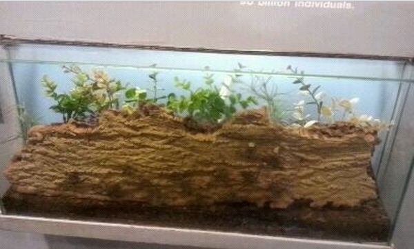 World of the Insect-What is an Insect?-Cave Whip Spider exhibit