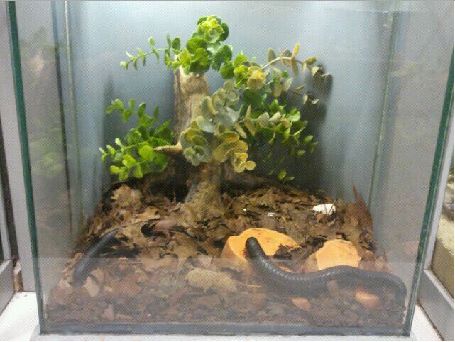 World of the Insect-What is an Insect?-Giant African Millipede exhibit