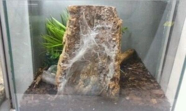 World of the Insect-What is an Insect?-Insect of Relative-Togo Starburst Ta