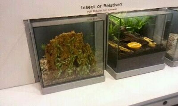 World of the Insect-What is an Insect?-Insect or Relative-Green Leaf Cockro