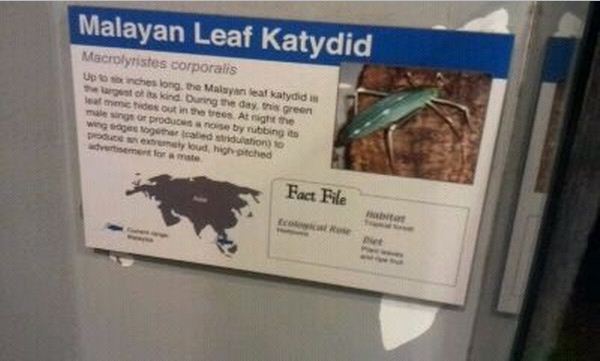 World of the Insect-What is an Insect?-Leaf Katydid-Sign