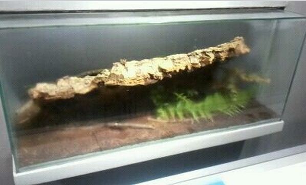 World of the Insect-What is an Insect?-Red-eyed Assassin Bug exhibit