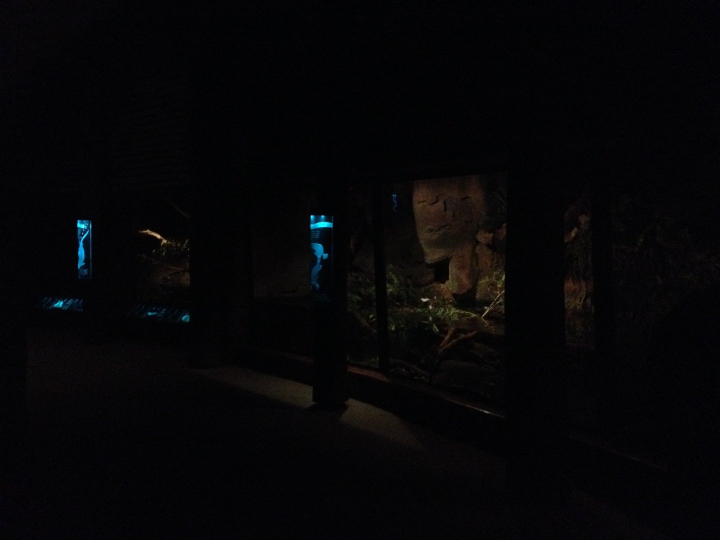 World of the Platypus