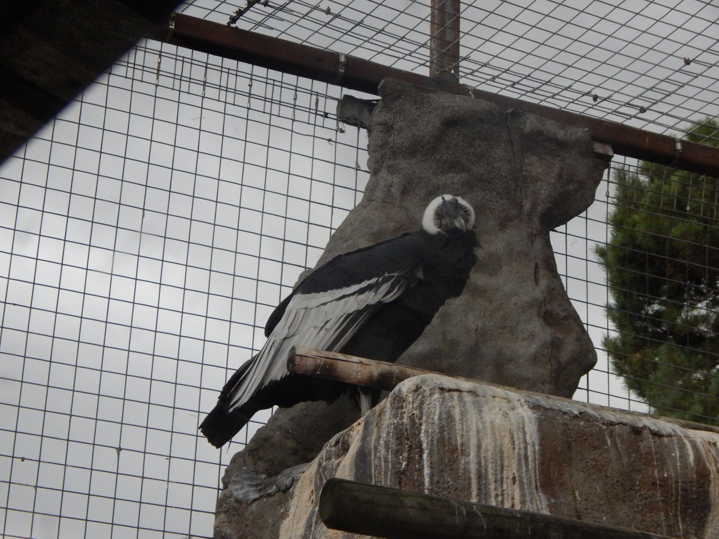 World of Wings - Andean condor 110925