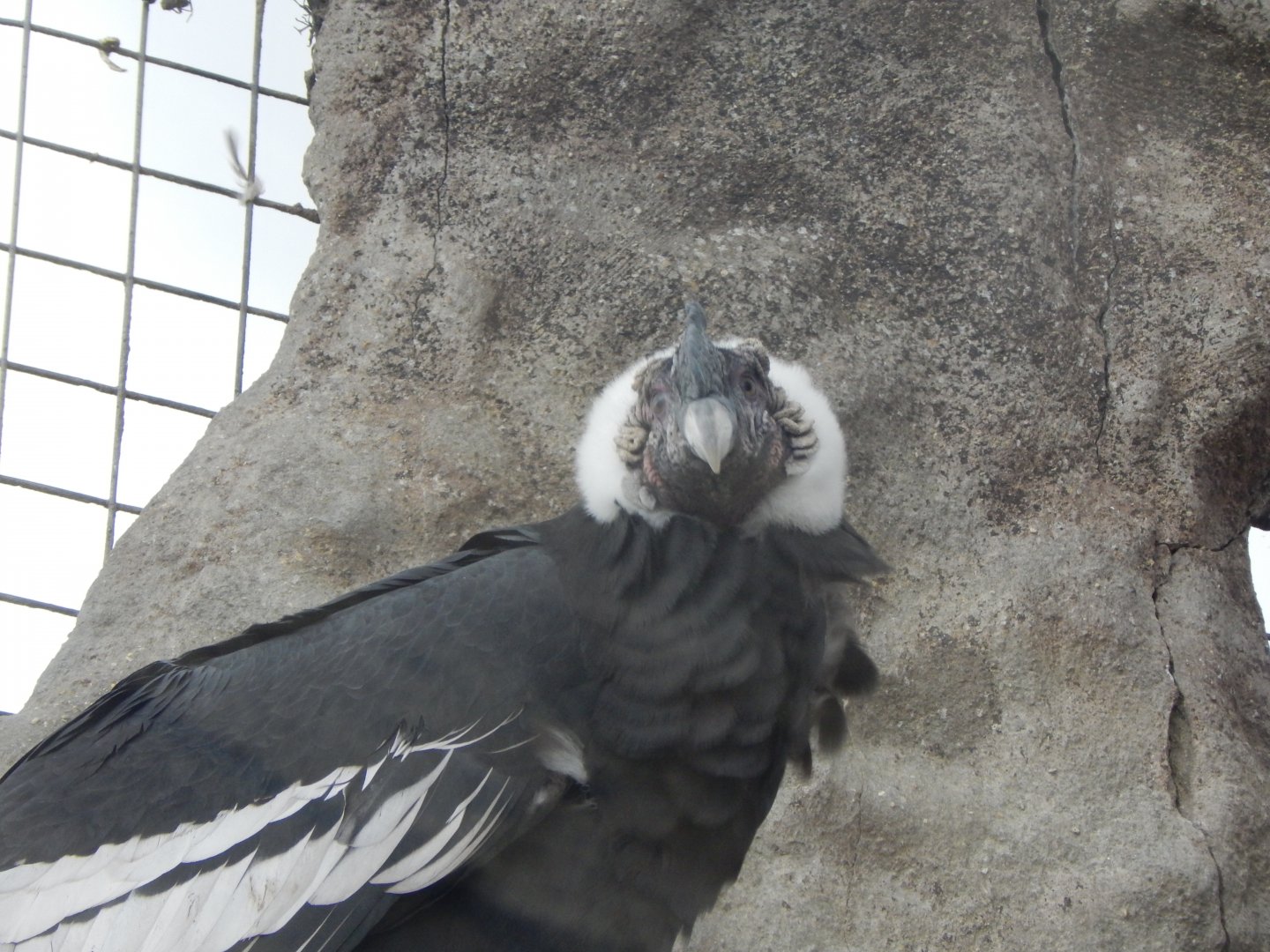 World of Wings - Andean condor 110925